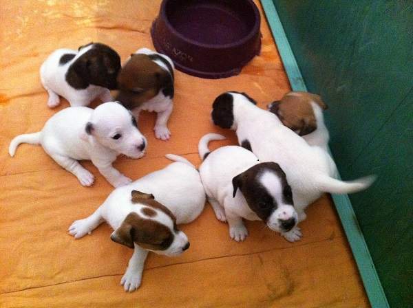   REGALO JACK RUSSEL CUCCIOLI (PEDIGREE)  adorabile maschio e femmina jack russel cuccioli disponibi