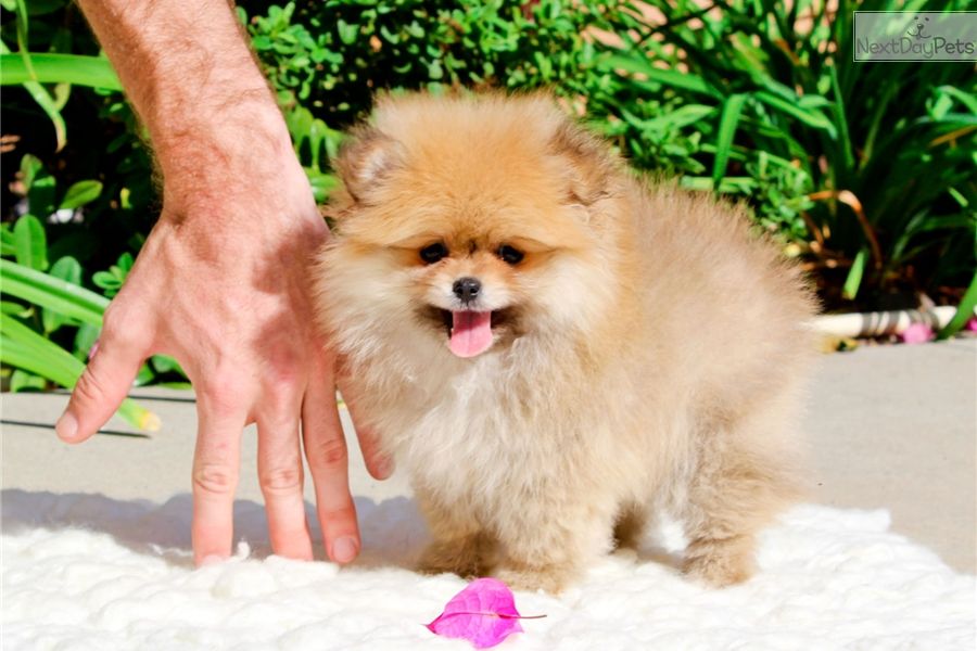  cuccioli di volpino pomeranian  per adozione ( regalo  )