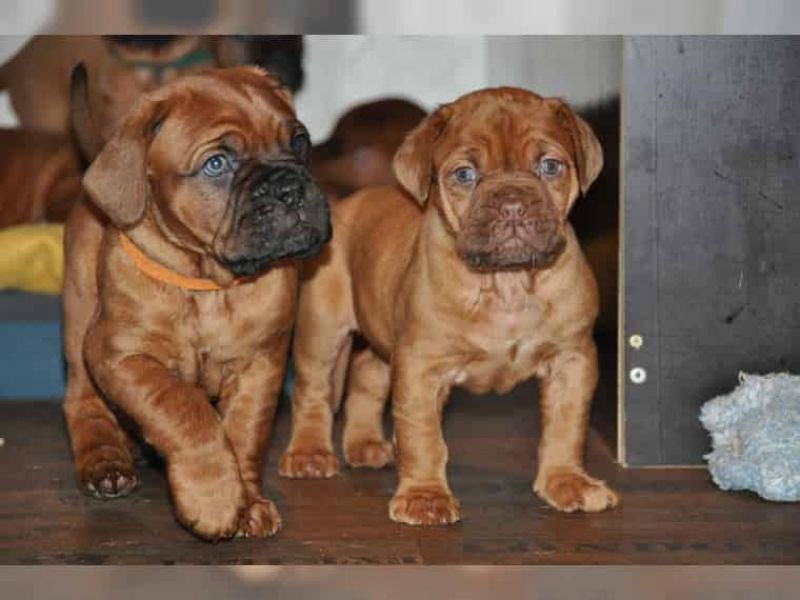 Regalo Cuccioli dogue de bordeaux