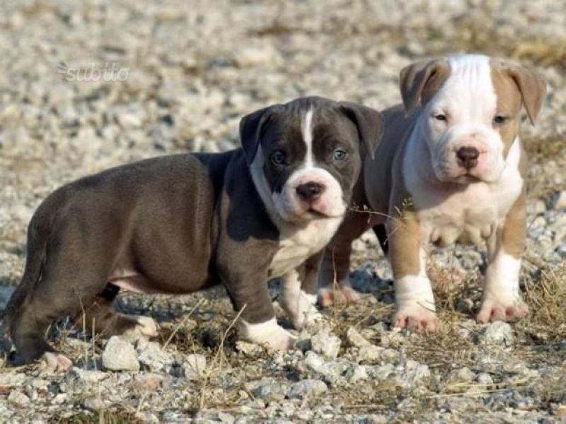 Regalo Cucciolo di pitbull in pronta consegna i cuccioli verranno Dato dopo 90 giorni dalla nascita,