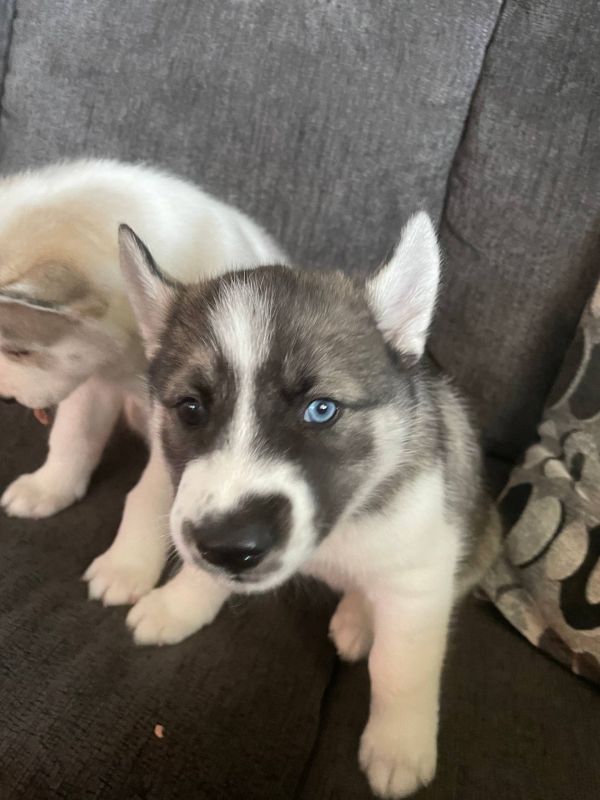 Regalo cuccioli Siberian Husky Maschio e Femmina E-MAIL  (marieiris783@gmail.com) Grazi  Regalo cucc