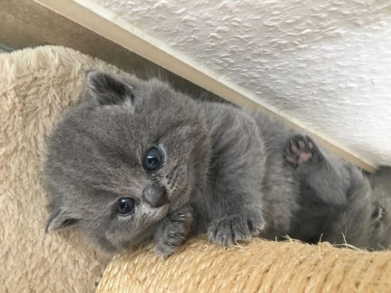Disponibile bellissimo cucciolo,maschio,