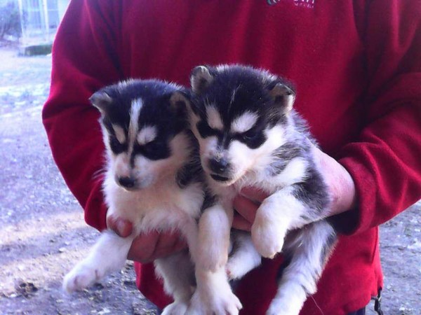 Cucciolo di Husky Siberiano.