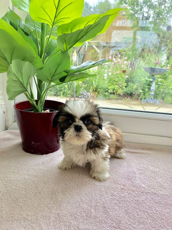 Cuccioli Shihtzu taglia piccola