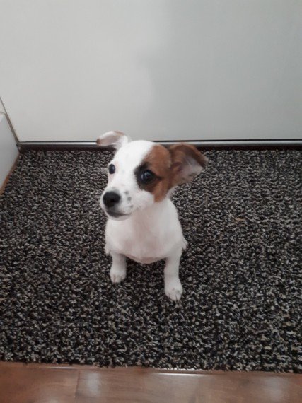 REGALO JACK RUSSEL CUCCIOLI (PEDIGREE)  adorabile maschio e femmina jack russel cuccioli disponibili