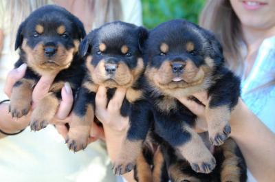 REGALO Cuccioli Rottweiller Disponibili  Abbiamo cuccioli rottweiller freschi disponibili tra l'8 e 