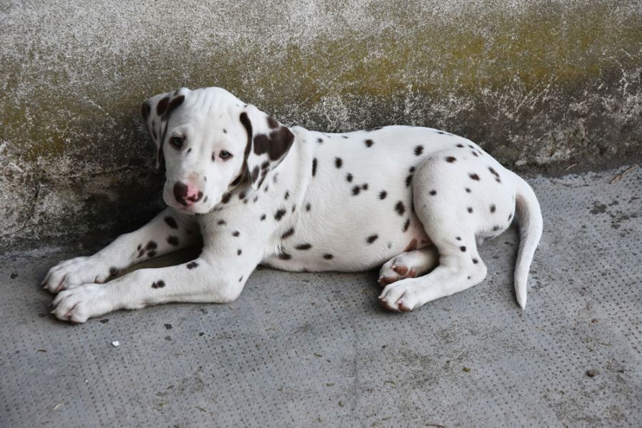 Regalo Dalmata cuccioli tutti miei nati in casa da genitori sempre di mia propriet� e tranquillament