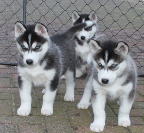  cuccioli di Sibarian husky  per adozione ( regalo  )