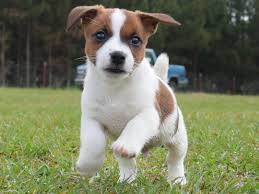 Adorabili cuccioli di jack russel femminucce e maschietti disponibili per l'adozione cuccioli sono v