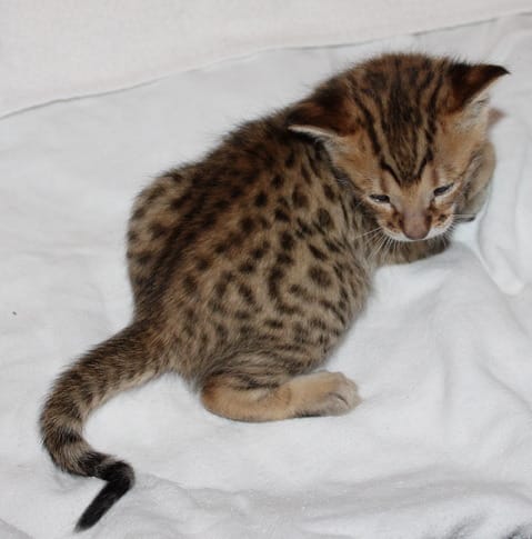   gattini Savannah   per adozione ( maschio e femmina )