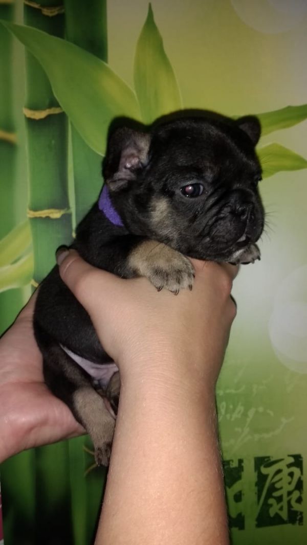 Adorabili cuccioli di Bulldog Francese femminucce e maschietti disponibili per l'adozione gratuita