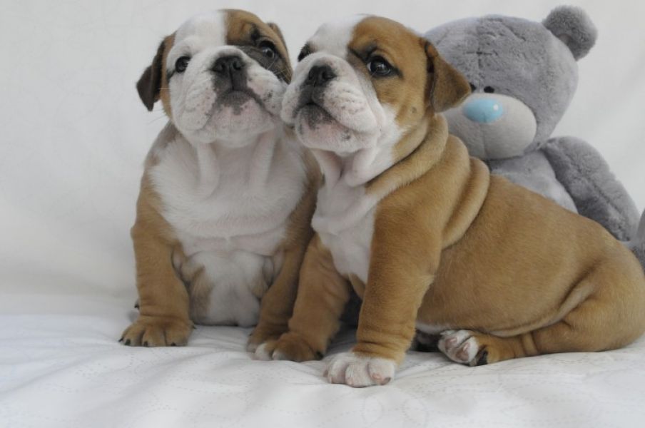 Regalo Bulldog inglese cuccioli disponibili