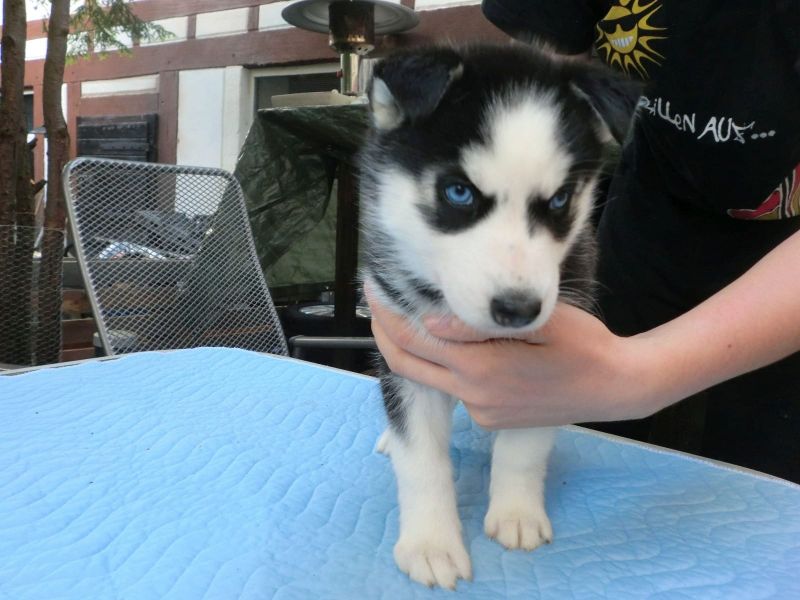   regalo cuccioli di Sibarian Husky disponibili per l'adozione