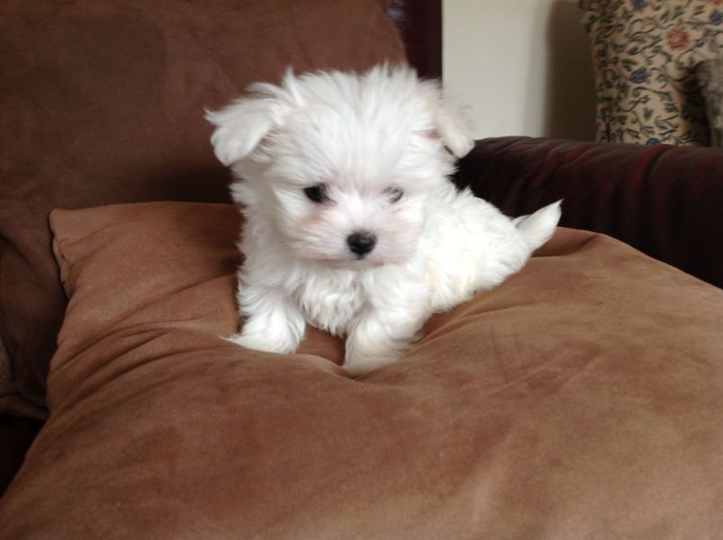 Adorabili cuccioli maltesi eccezionali