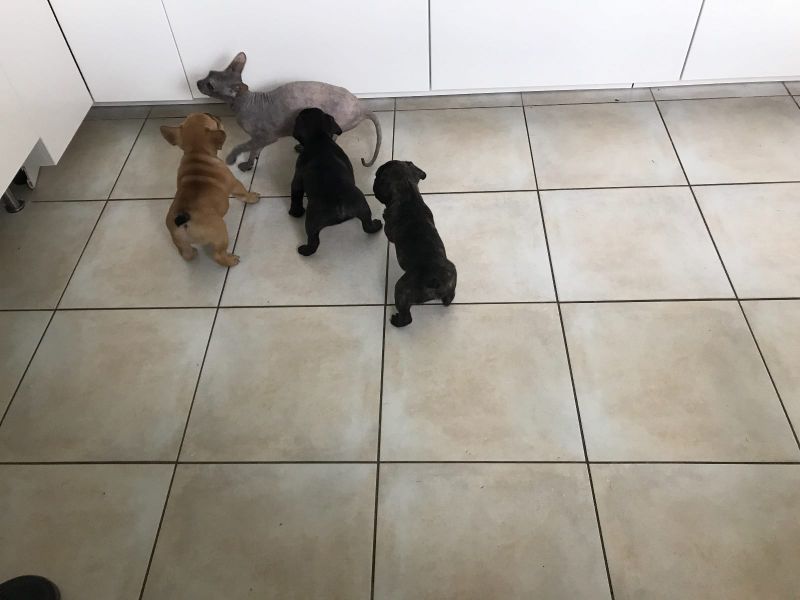 Adorabili cuccioli di Bulldog Francese femminucce e maschietti disponibili per l'adozione gratuita