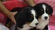 Bellissimi cuccioli di Bovaro del Bernese  bellissimi cuccioli di Bovaro del Bernese