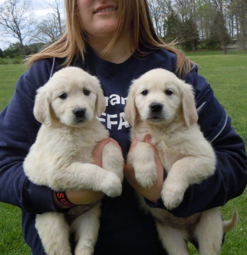   regalo cuccioli di Golden retriver disponibili per l'adozione