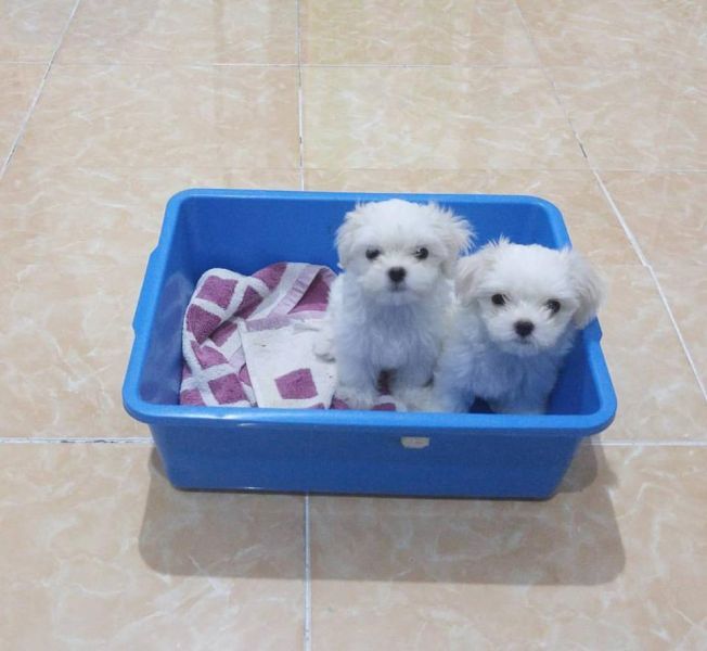Bellissimi cuccioli di maltese