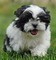 Bellissimi cuccioli Imperial Shih Tzu