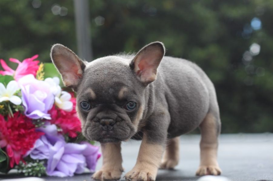 REGALO Cuccioli di Bulldog Francese
