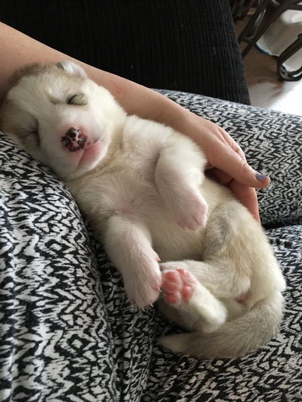 Cuccioli di Husky siberiano