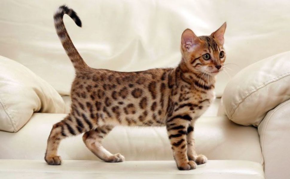 REGALO  bellissimi cucciolata di bengala  bellissimi cucciolata di bengala visibili i genitori preno