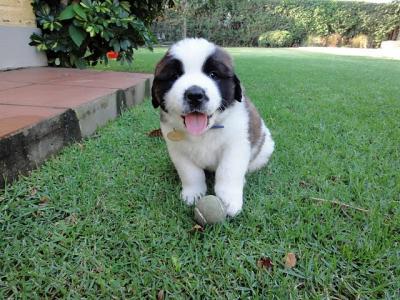REGALO SPLENDIDI CUCCIOLI DI SAN BERNARDO   disponibili cuccioli di San Bernardo Maschietti e Femmin