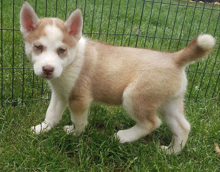 Cuccioli di Husky siberiano