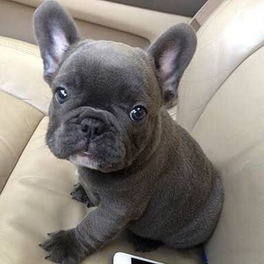 Cucciolo bulldog francese