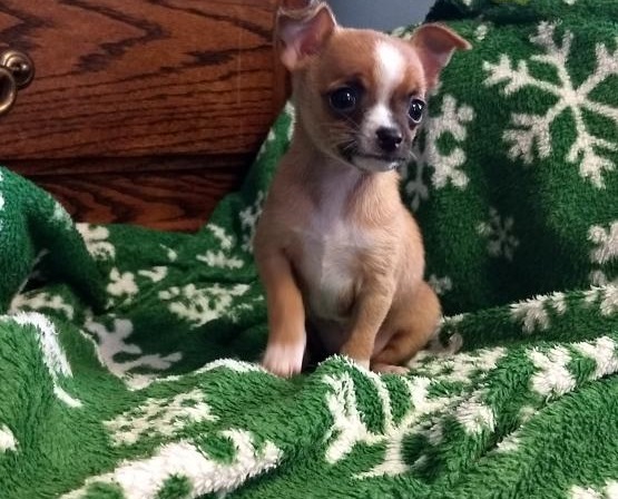 Chihuahua cuccioli