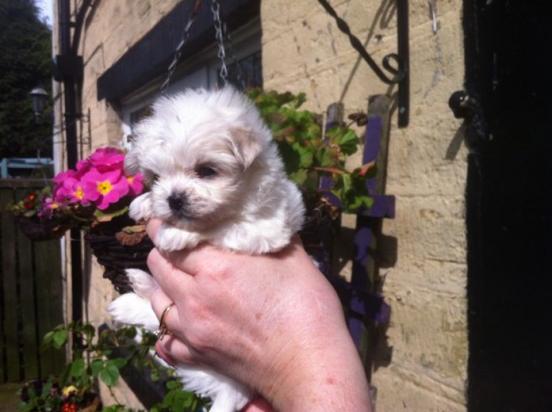 Regalo cuccioli maltese