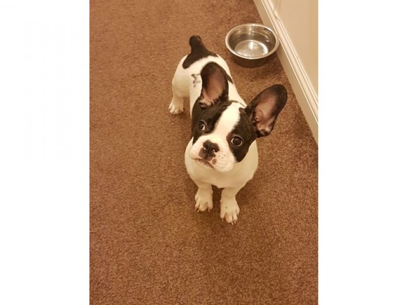 Bellissime Cuccioli di bulldog francese
