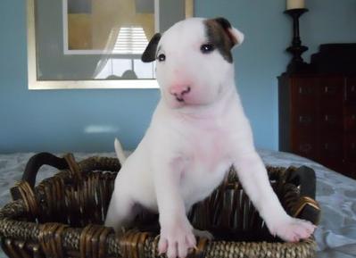  cuccioli di bull terrier  per adozione ( regalo  )