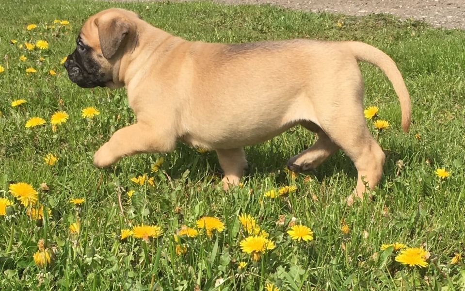 Cuccioli di bullmastiff  ( per regalo )