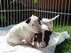 Bull Terrier Miniature Maschio e /// femmina Disponibili.///  Bull Terrier Miniature Maschio e /// f