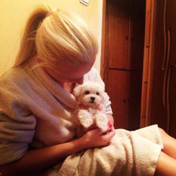 Cuccioli maltese mini toy con pedigree 