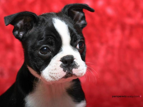 Boston Terrier