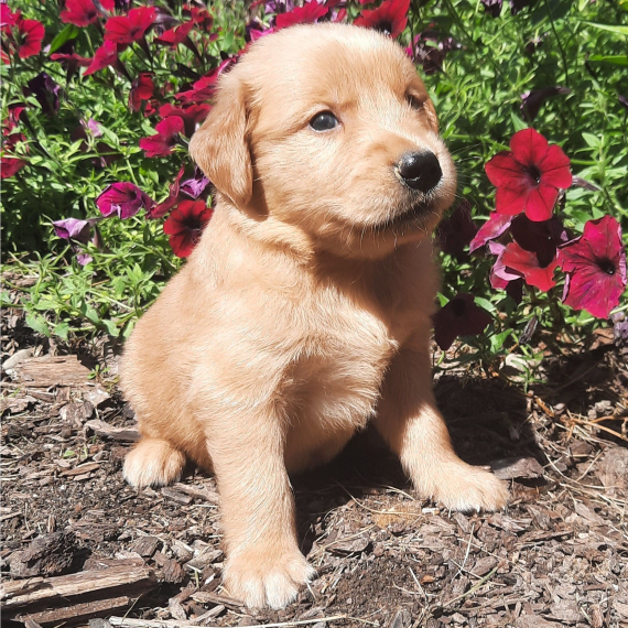 Regalo Cuccioli di Golden retriver