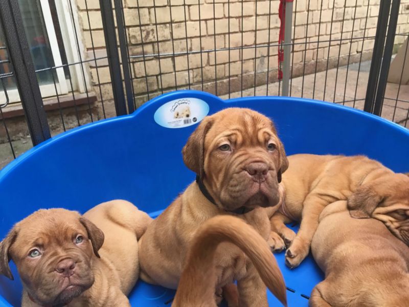 Regalo Cuccioli di Dogue de bordeaux in pronta consegna i cuccioli verranno Dato dopo 90 giorni dall