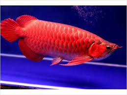 Dolce acquario tropicale per pesci Arowana qualit�   Abbiamo qualit� pesci rossi e Super acqua dolce