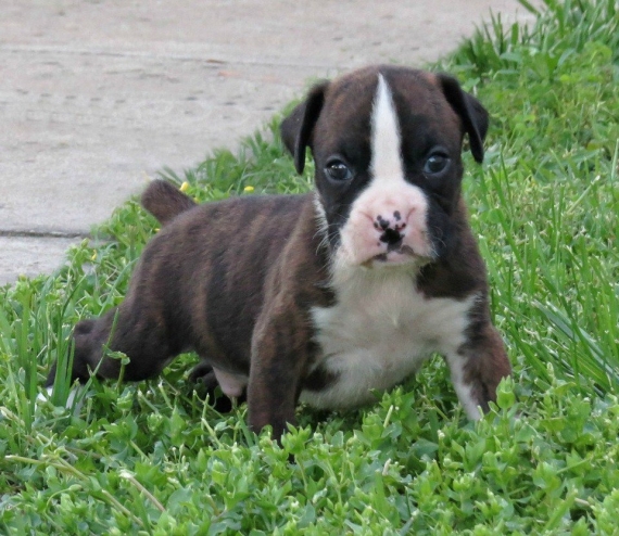 REGALO Estremamente carino cuccioli di boxer per l'adozione