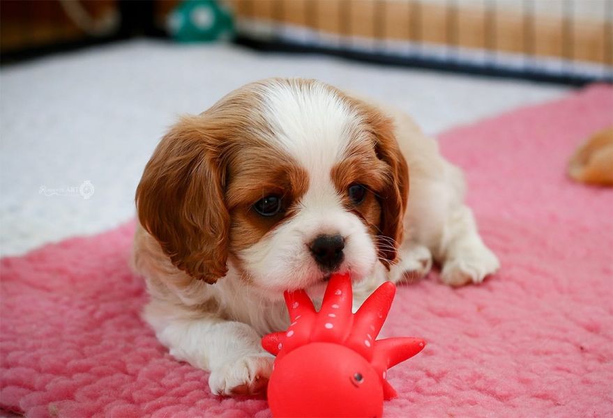 Socievole cuccioli di Cavalier King Charles Spaniel 