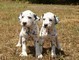 Disponibili cuccioli Dalmata(un maschio e una femmina  Disponibili cuccioli Dalmata(un maschio e una