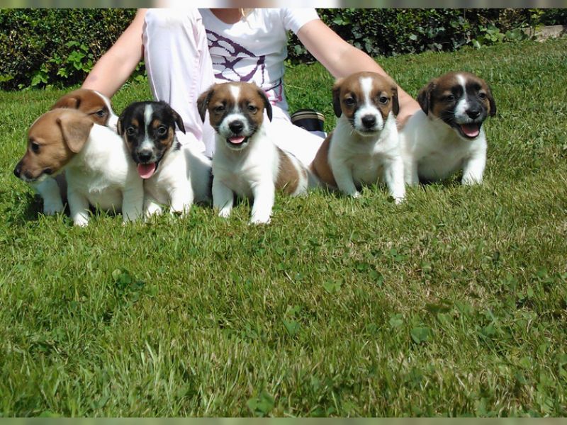 Regalo Jack Russell Terrier