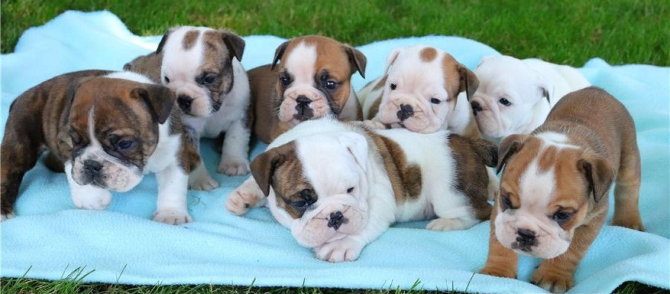Regalo cuccioli di bulldog inglese