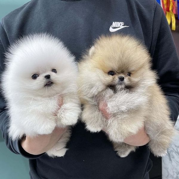 Regalo cuccioli di Pomeranian mini toy