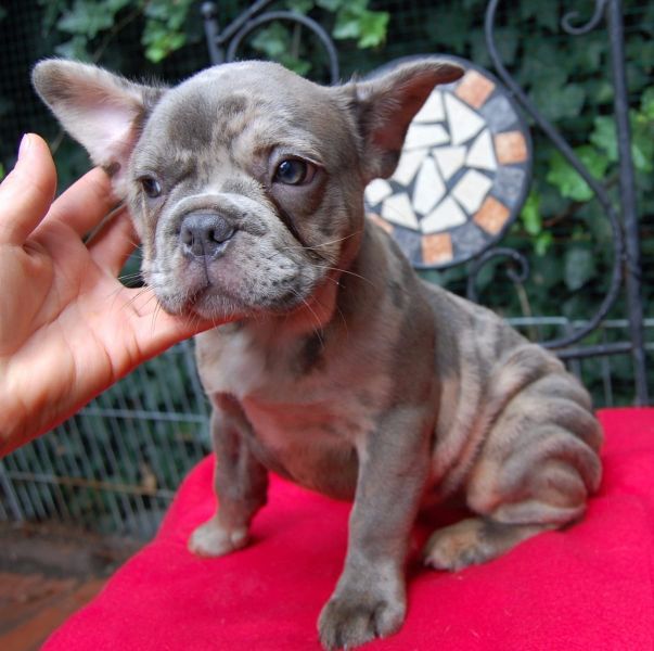 Sani maschio e femmina cuccioli di bulldog francese per adozione 