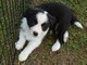 Cuccioli di Border Collie Maschietti e Femminucce.