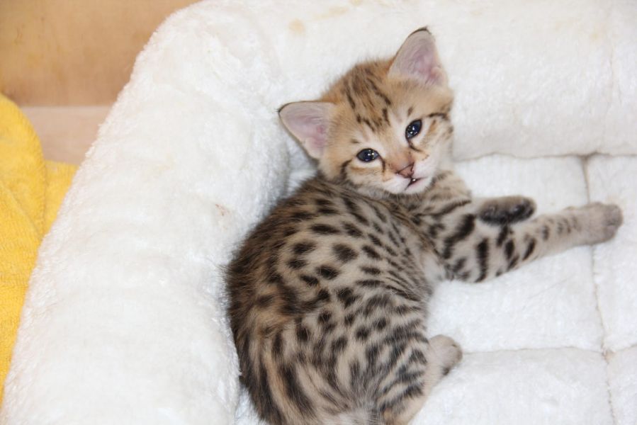  gattini Savannah   per adozione ( regalo  )