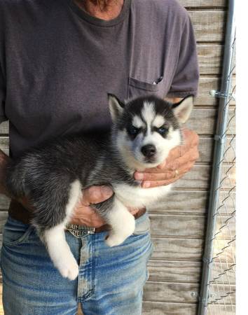 Cuccioli Siberian Husky